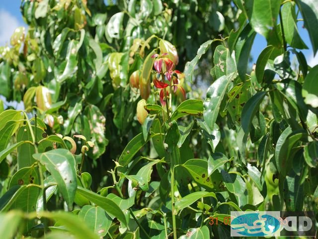 our-plantations_00008.jpg